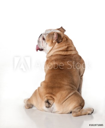 Picture of An English Bulldog sitting back to camera looking off to the left on a white background